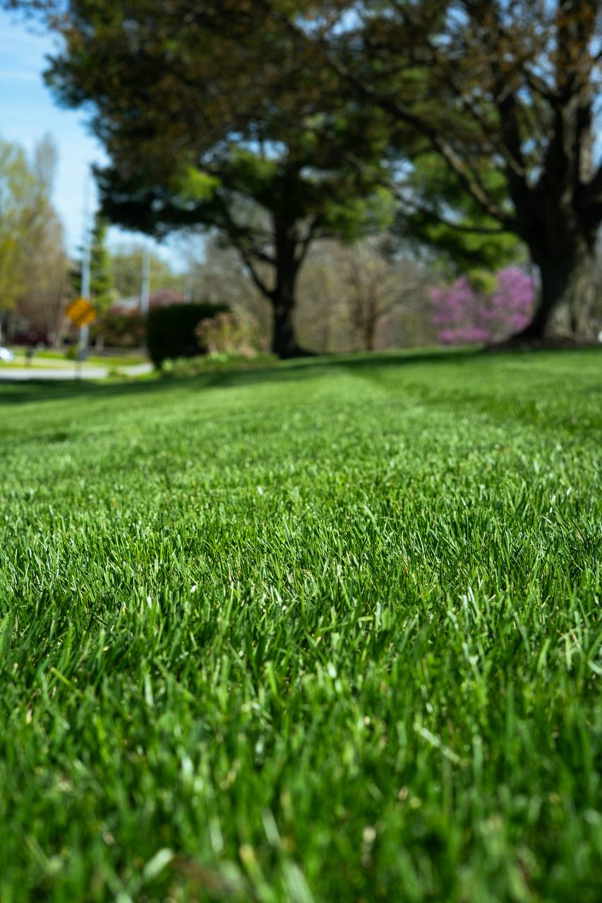 Thick Healthy Grass Close-up