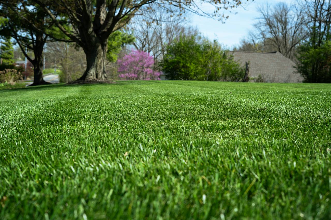 Lush Green Lawn with Redbud
