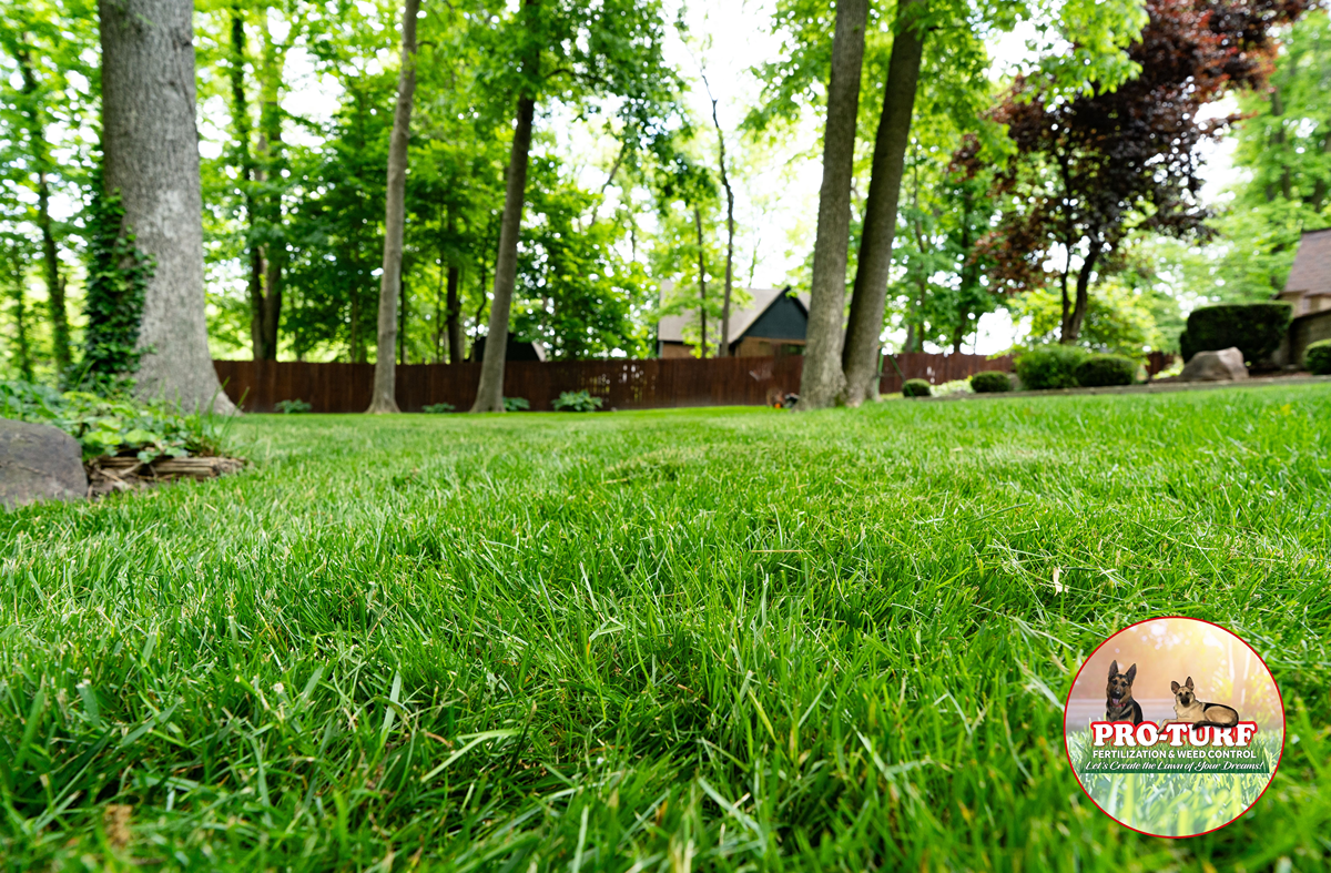 Beautiful thick green lawn showcasing Pro-Turf's expert fertilization and weed control results