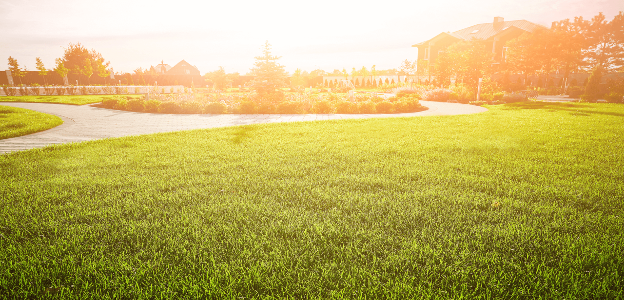Beautiful landscaped yard with lush green lawn and curved pathway