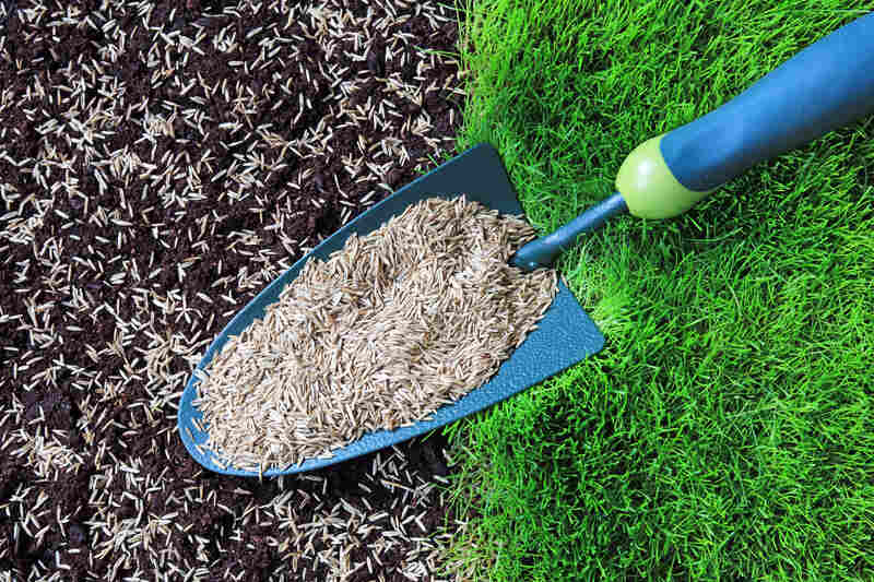Grass seed on a garden trowel with seeded soil and lush green lawn