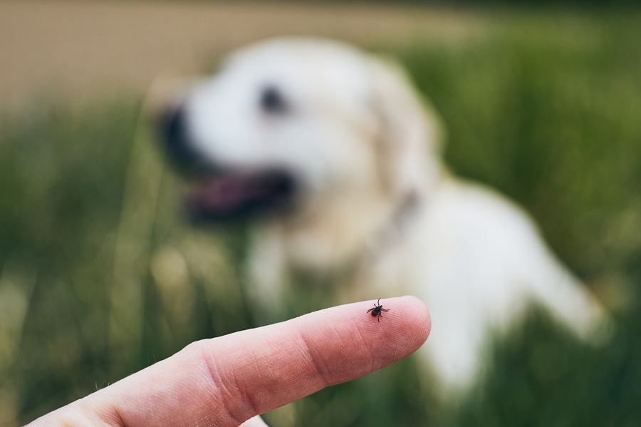 Tick on finger with dog in background showing the importance of flea and tick control