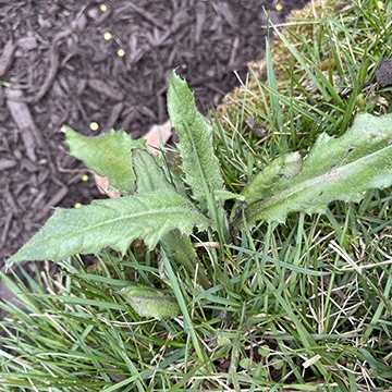 content-thistle-weed