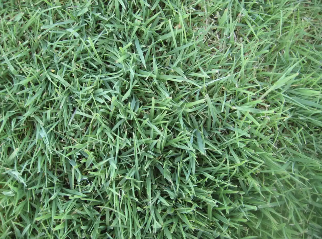 creeping-bentgrass