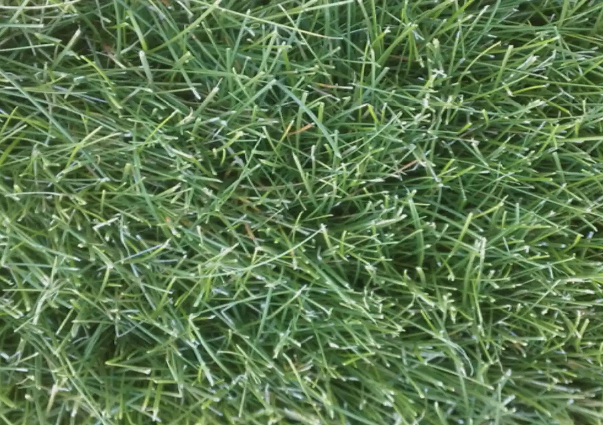 fine-fescue