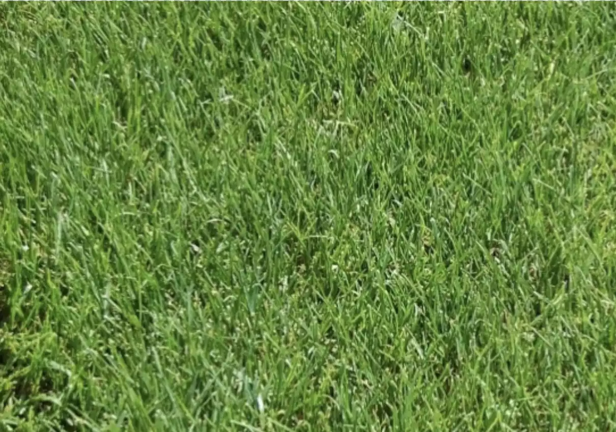 Perennial-Ryegrass