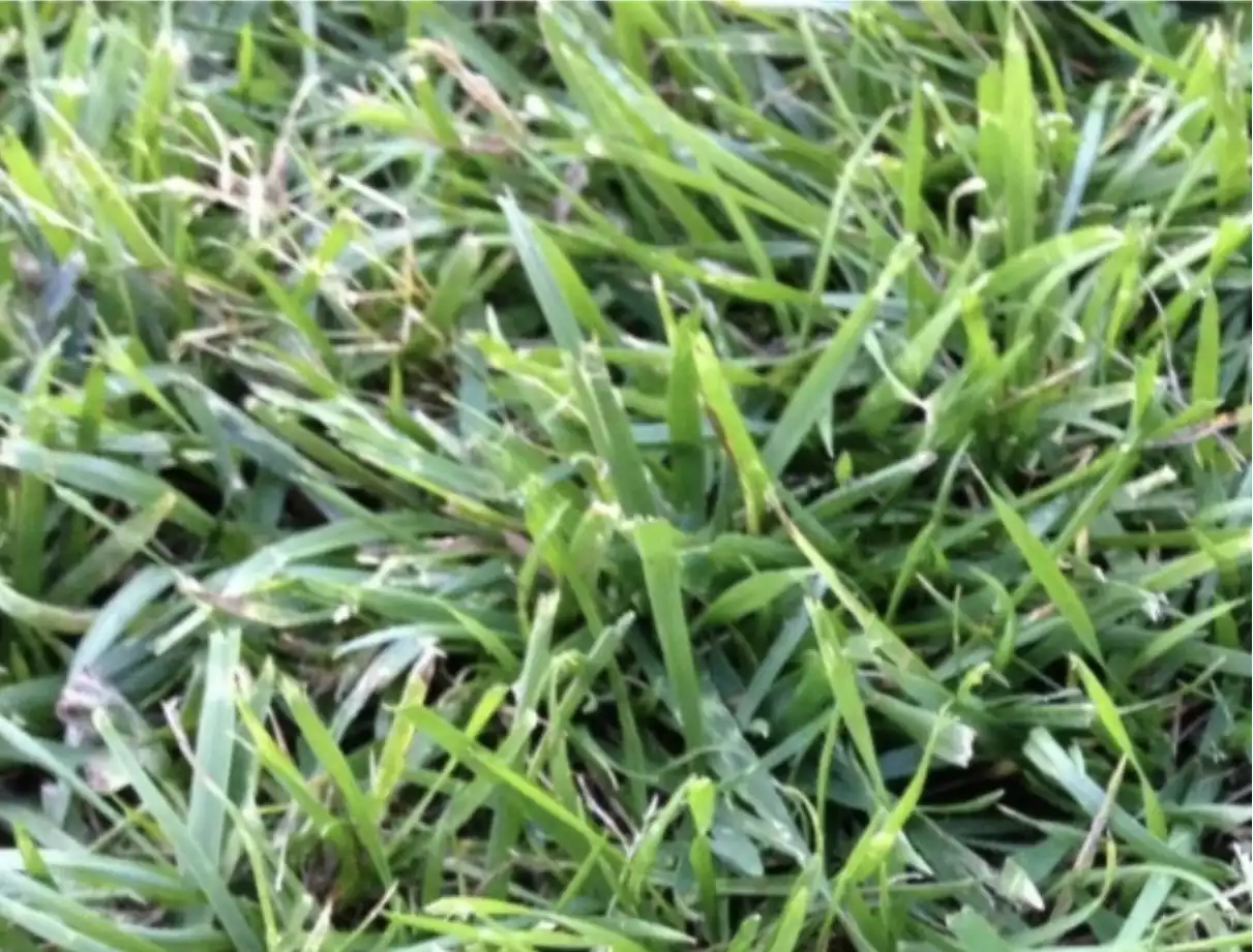 tall-fescue