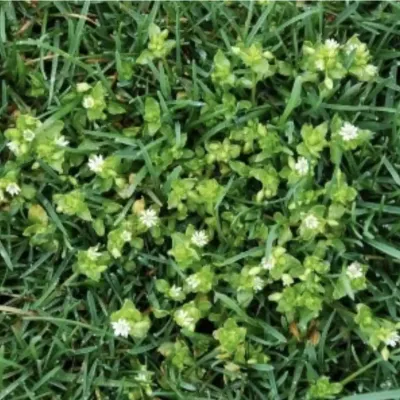 chickweed