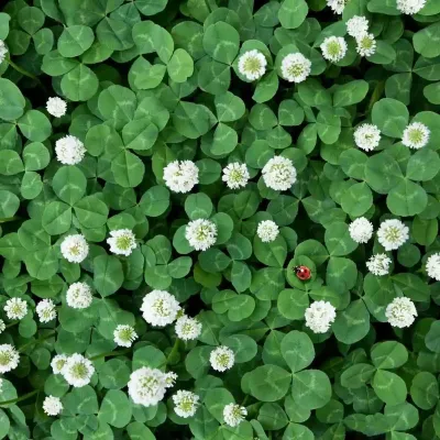 clover