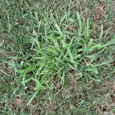 crabgrass_smooth