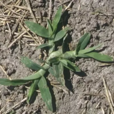 Goosegrass