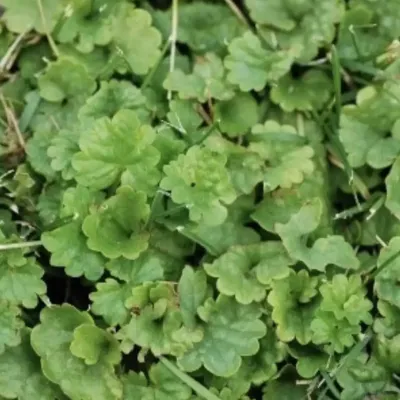 Ground Ivy