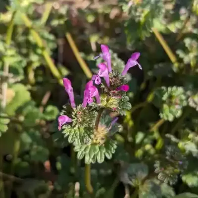 henbit