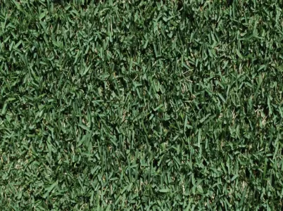 zoysia-grass