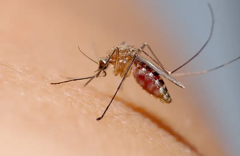 mosquito on someone's arm